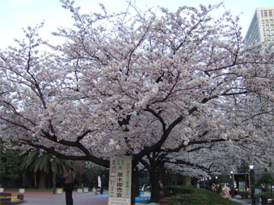 桜