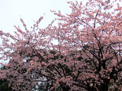 桜