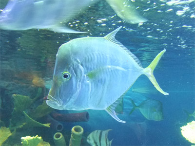 サンシャイン水族館