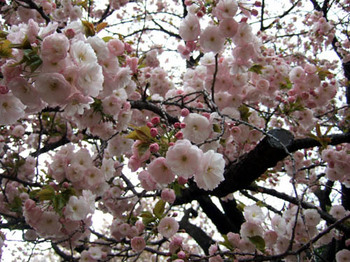 sakura05.jpg